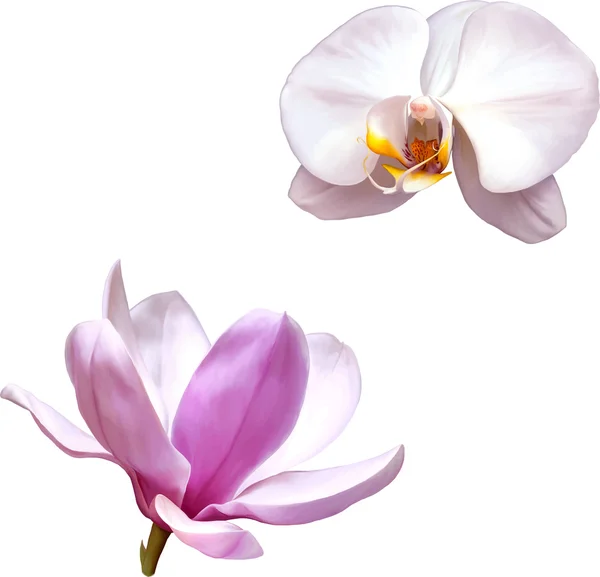 Magnolia flower and White orchid — Stock Vector