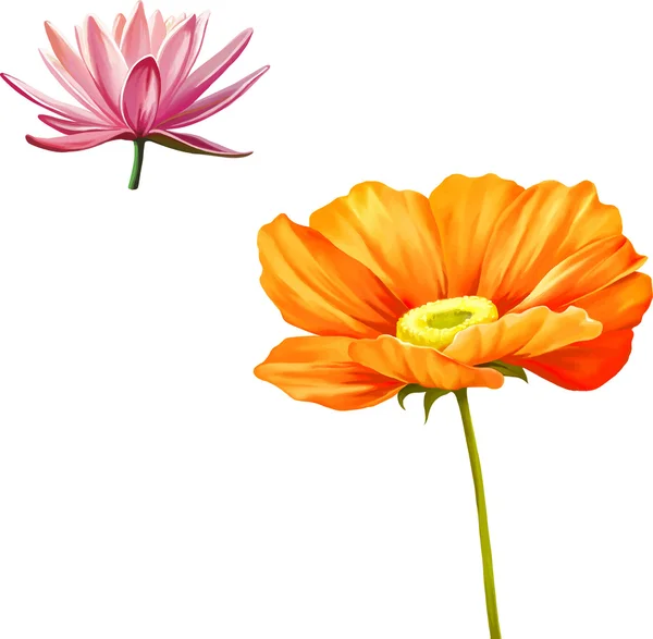 Mohn Blume und Lilie — Stockvektor