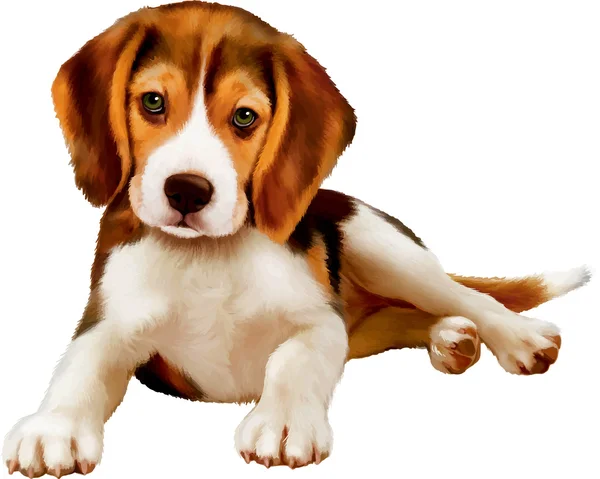 Cachorro Beagle — Vector de stock