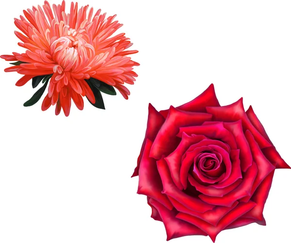红色玫瑰花和 Aster — 图库矢量图片