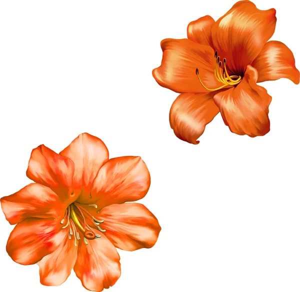 Orange red lily — Stock Vector