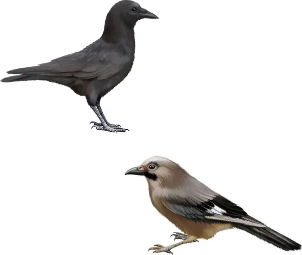 Carrion Crow y Eurasian Jay — Archivo Imágenes Vectoriales