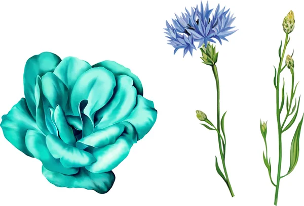 Ranunkelblume und blaue Rose — Stockvektor