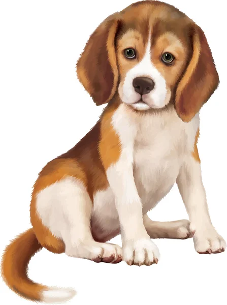 Szczeniak Beagle — Wektor stockowy