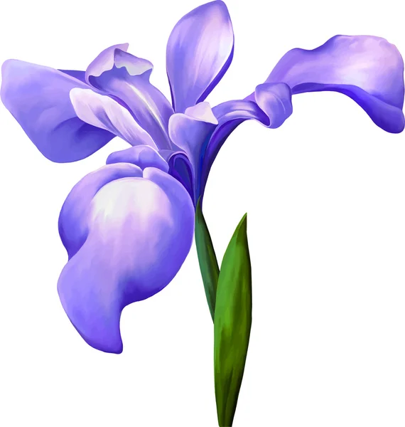 Menekşe iris çiçeği