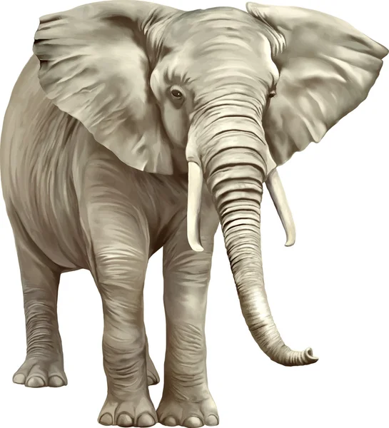 Elefante africano — Archivo Imágenes Vectoriales