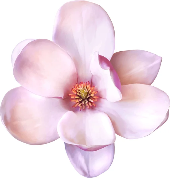 Flor de magnolia — Archivo Imágenes Vectoriales