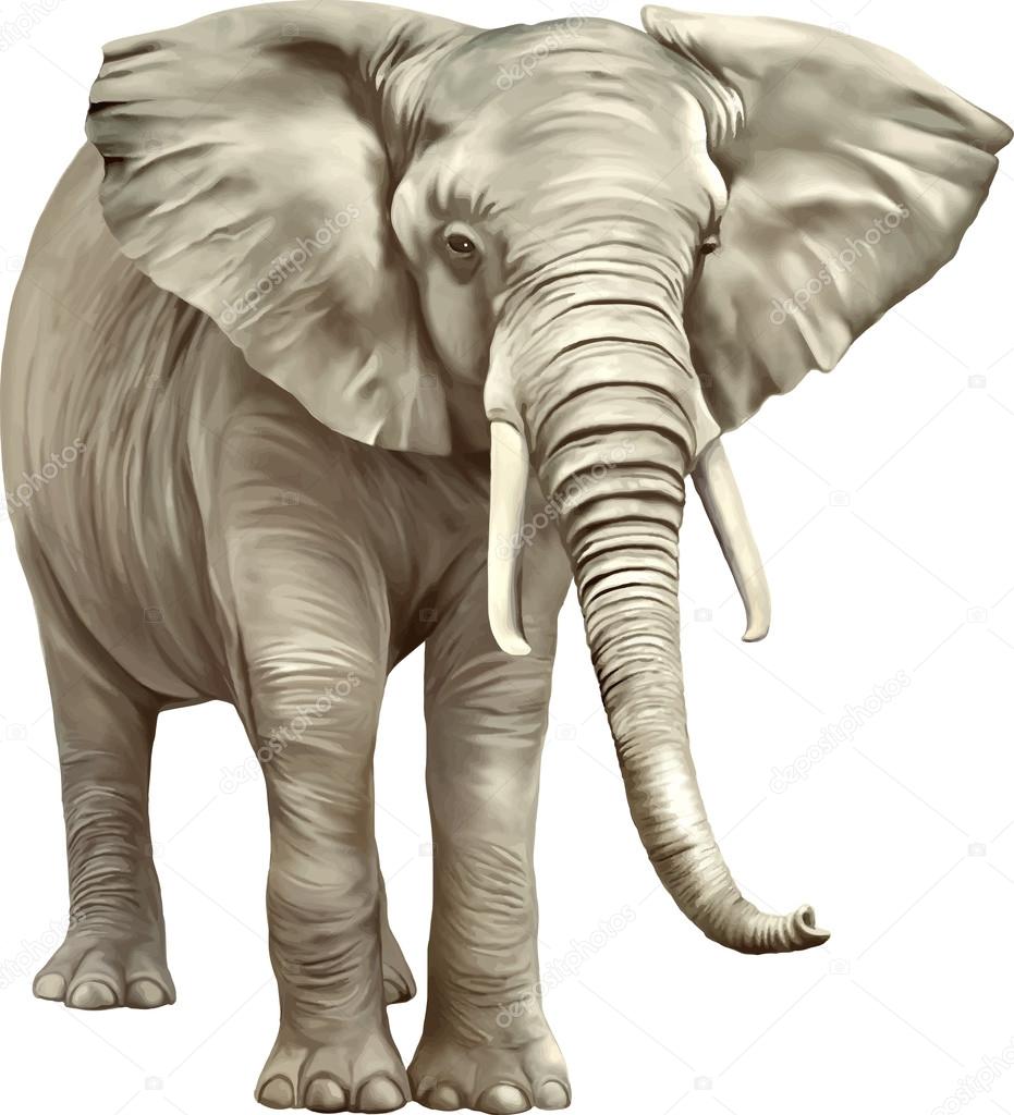 African elephant