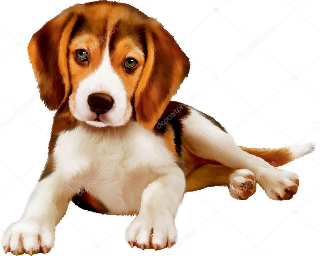 Beagle puppy