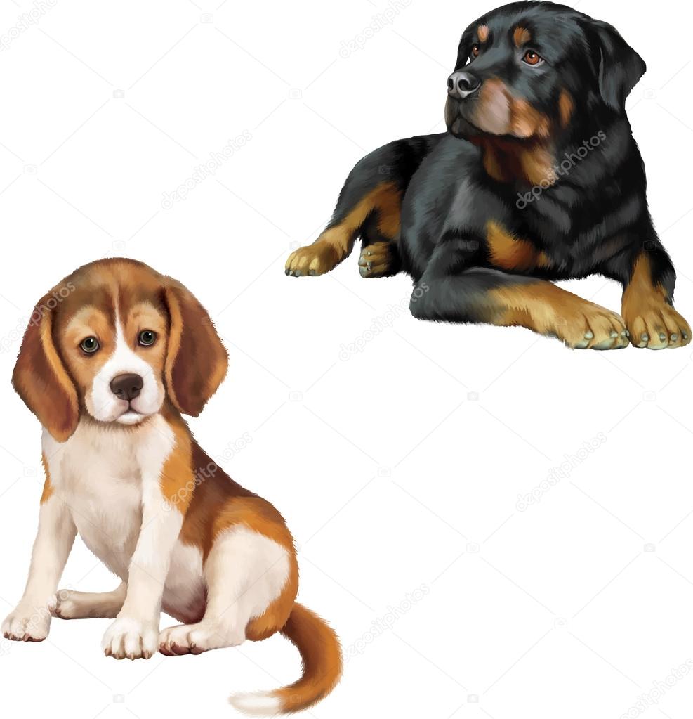 Rottweiler dog and beagle puppy