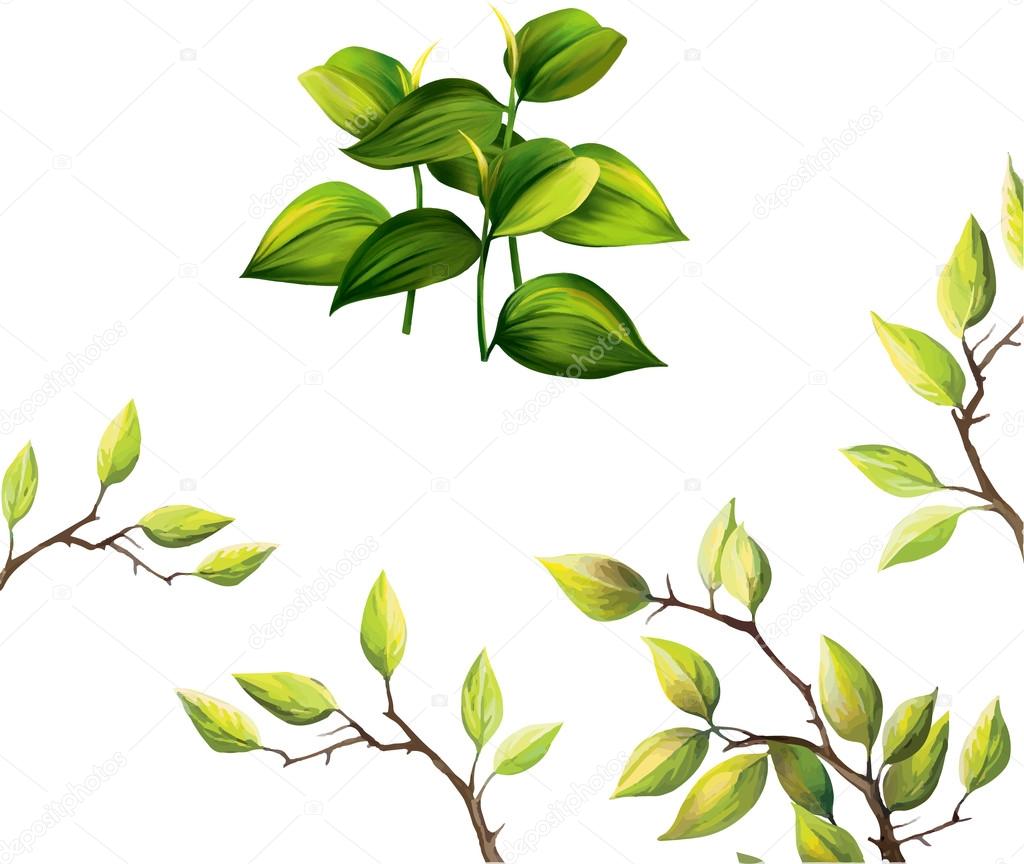 Green tropical and cherry tree leaves