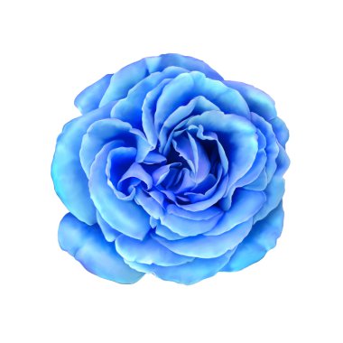 Gül çiçek tomurcuk mavi