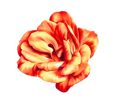 Turuncu Çiçek tomurcuk