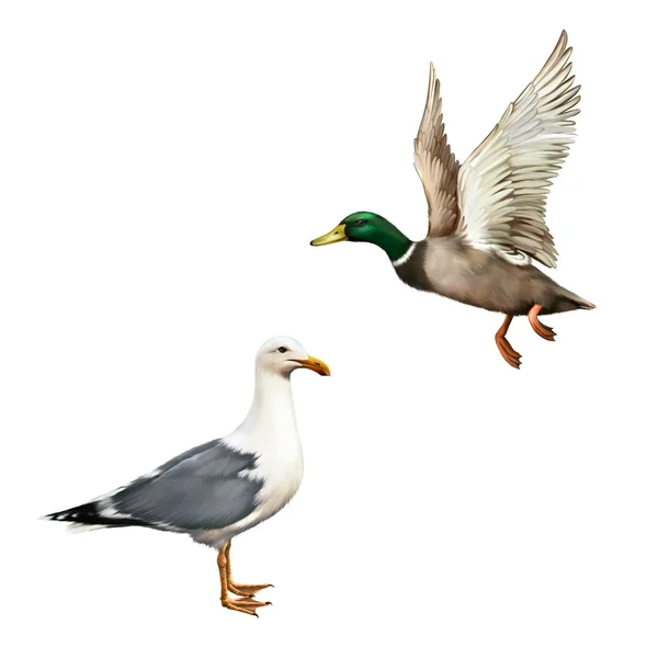 Male Mallard Duck and seagull — Stock Photo, Image