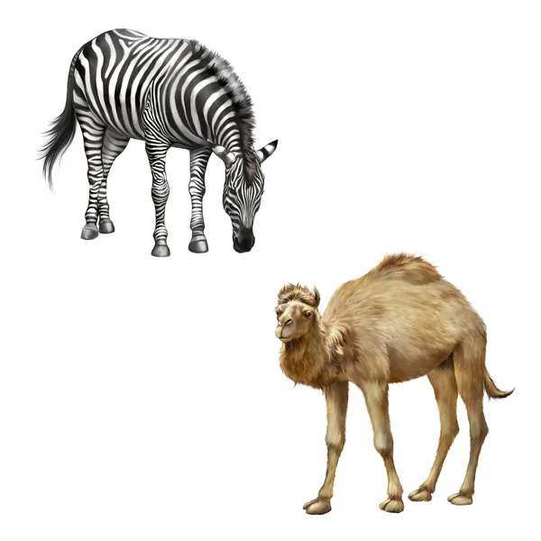 Domestic camel and zebra — Stock Photo, Image