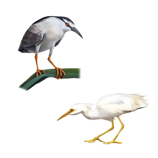 Night Heron and Great White Egret — Stock Photo, Image