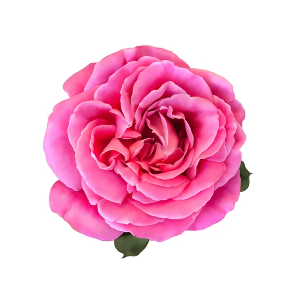 Rosa rosa flor brote — Foto de Stock