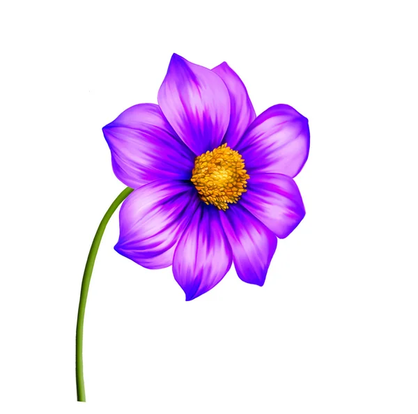 Purple Dahlia flower — Stock Photo, Image