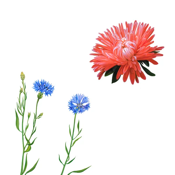 Rote Blume und Ranunkelblume — Stockfoto