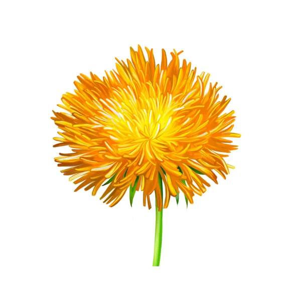 Yellow Thistle flower — Stock Photo, Image