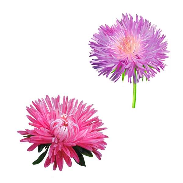 Flores de cardo, Margarita Rosa — Foto de Stock