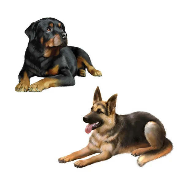 Schäferhund und Rottweiler — Stockfoto