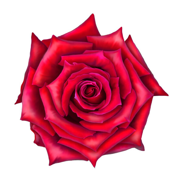 Red Rose Flower bud