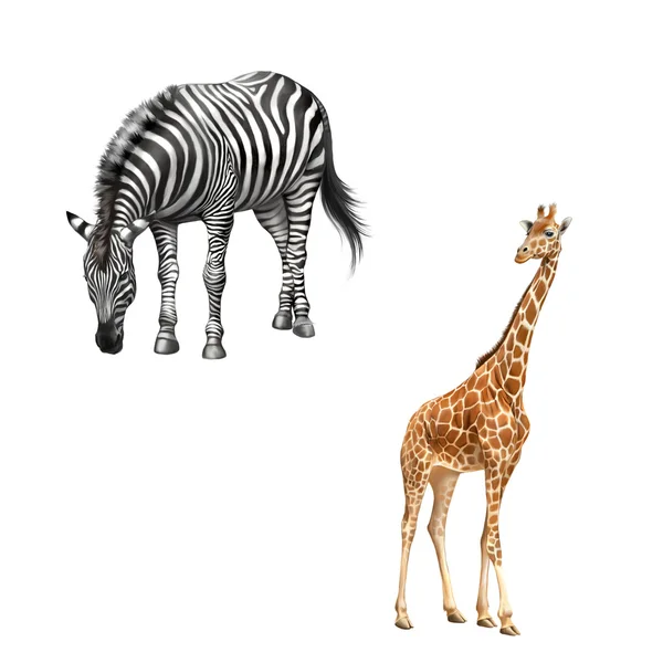 Zebra eating grass and adult Giraffe — Stock Photo, Image