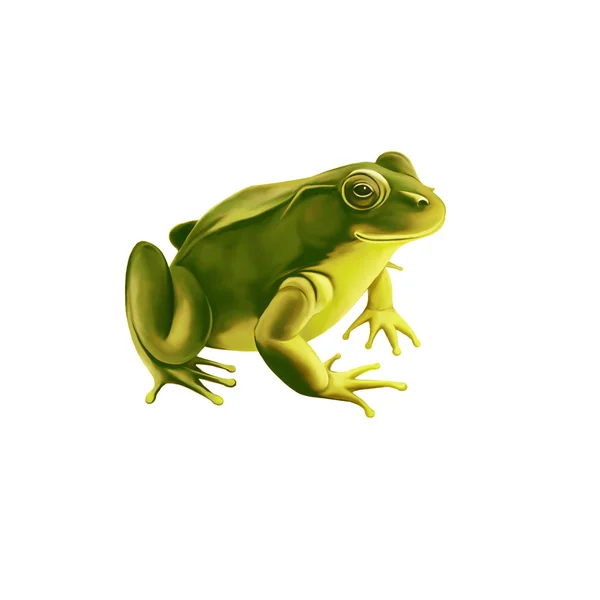 Green frog — Stock Photo, Image