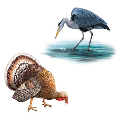 Gri balıkçıl ayakta su Avcılık aşağı, Ardea Cinerea, büyük güzel Bay Türkiye illüstrasyon isolataed beyaz zemin üzerine kafa bent ile