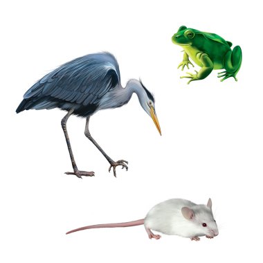 illustration of Crane bird, white mouse and green frog isolated on white background, Grey Heron standing in the water hunting with head bent down, Ardea Cinerea, clipart