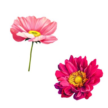 İhale pembe haşhaş çiçek ve beyaz arka plan üzerinde izole Mona Lisa çiçek