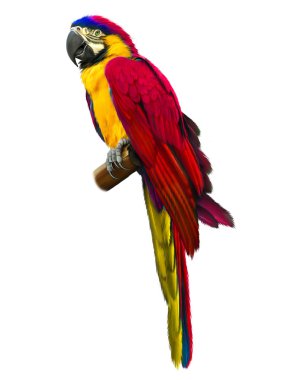 Colorful red parrot macaw isolated on white background clipart