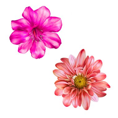 Güzel parlak pembe ve kırmızı çiçek. Beyaz izole. İllüstrasyon