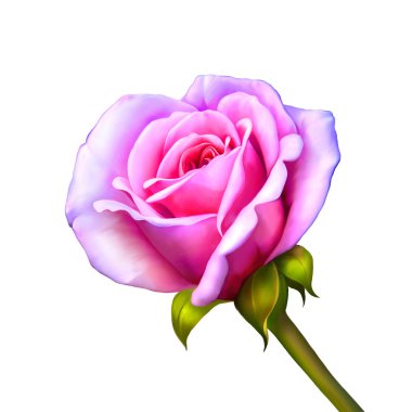 Beyaz arkaplanda izole edilmiş pembe gül çiçeği
