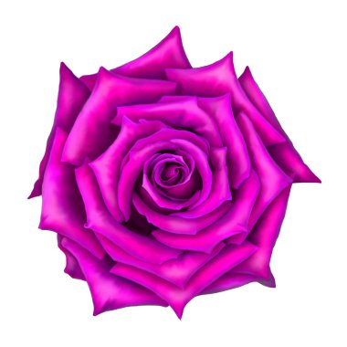 Beyaz arkaplanda izole edilmiş pembe gül çiçeği