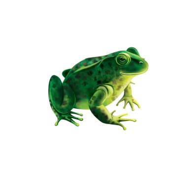 Green frog with spots, spotted toad, Isolated on white clipart