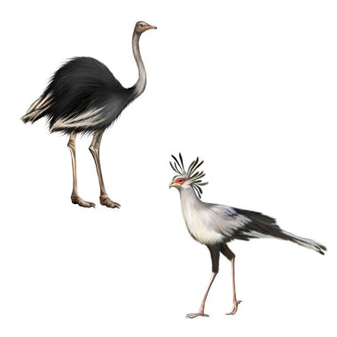 devekuşu, beyaz bir arka plan üzerinde izole Secretarybird