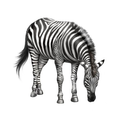 Zebra çim yeme aşağı eğildi. Beyaz arka plan üzerinde izole