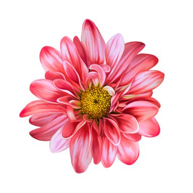 Mona Lisa çiçek, kırmızı çiçek, Bahar çiçek. Beyaz arka plan üzerinde izole.