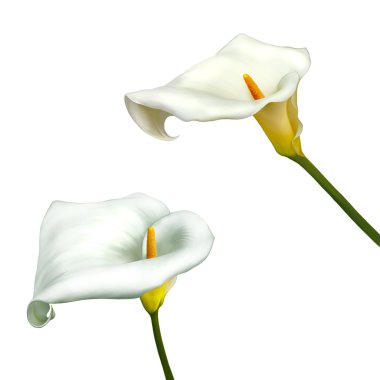 Beyaz calla lily beyaz bir arka plan üzerinde izole