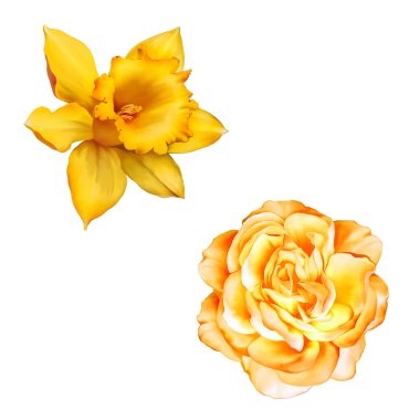 Beyaz arka plan, nergis çiçek veya nergis Sarı Gül çiçek izole