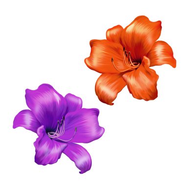 Parlak pembe ve kırmızı lily çiçek Illustration. Beyaz bir arka plan üzerinde izole