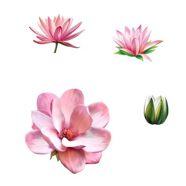 Pembe Manolya çiçek, pembe çiçek, Bahar çiçek. Lotus çiçeği, nilüfer çiçek Isolated beyaz arka plan üzerinde