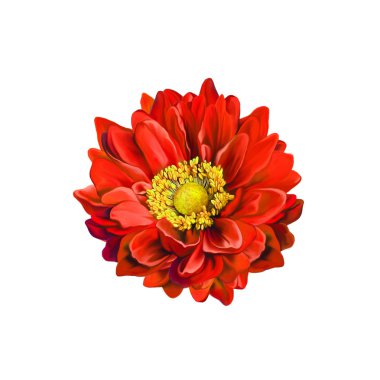 Mona Lisa çiçek, renkli çiçek, Bahar çiçek. Beyaz arka plan üzerinde izole.