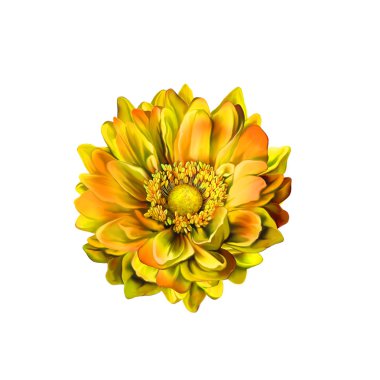 Mona Lisa çiçek, renkli çiçek, Bahar çiçek. Beyaz arka plan üzerinde izole.