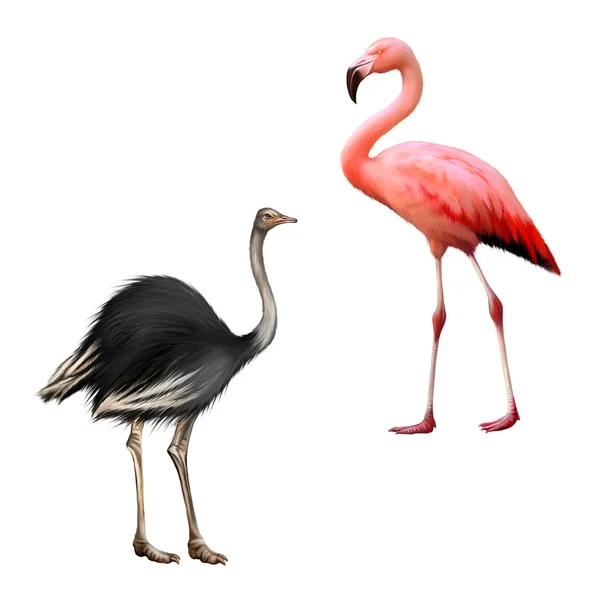 Beyaz arka plan üzerinde izole devekuşu, flamingo — Stok fotoğraf