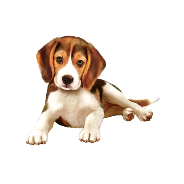 Beagle kiskutya elhelyezés keresztül fehér háttér — Stock Fotó
