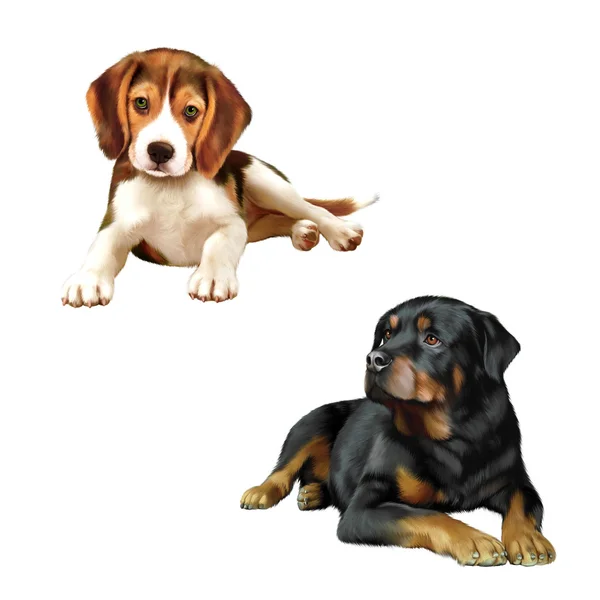 Rottweiler dog, beagle puppy sitting in front of a white background — Stock Photo, Image