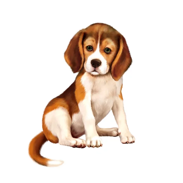 Beagle щенок сидит на белом фоне — стоковое фото